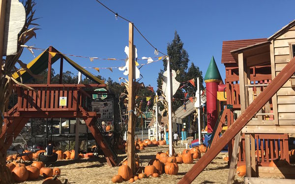 Lazy Day: A Pumpkin Patch for Tired Parents