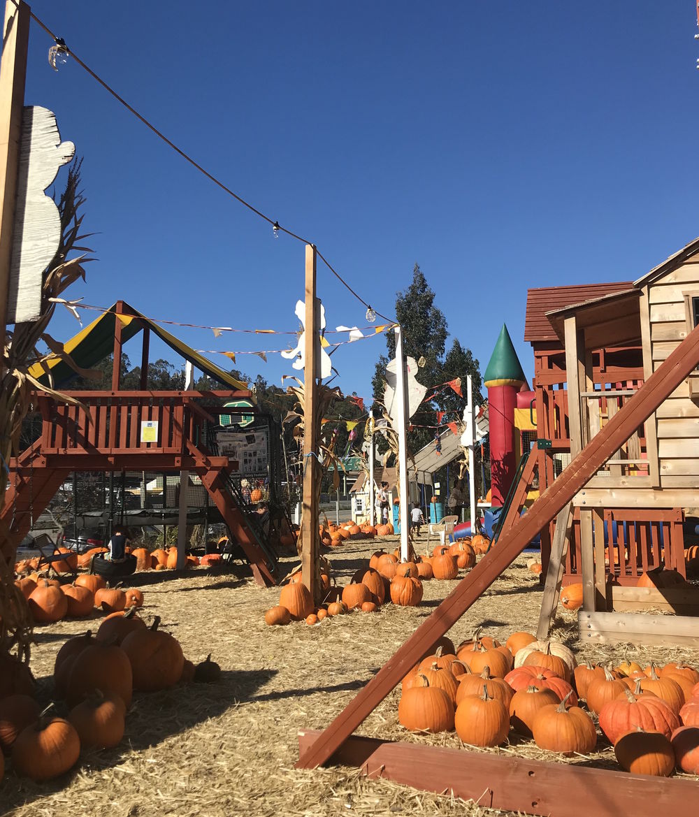 Lazy Day: A Pumpkin Patch for Tired Parents